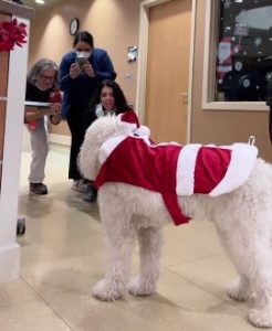 CAHC Team members take pictures of Bodhi dressed up for Christmas.